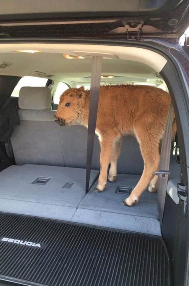 #9 Ovaj bizon iz Yellowstonea morao je biti eutanaziran nakon što su ga turisti stavili u svoj auto kako bi ga "utoplili"