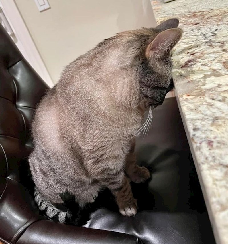 5. Moja mačka svaki put ovako reagira kad joj ne dam zalogaj iz svojeg tanjura