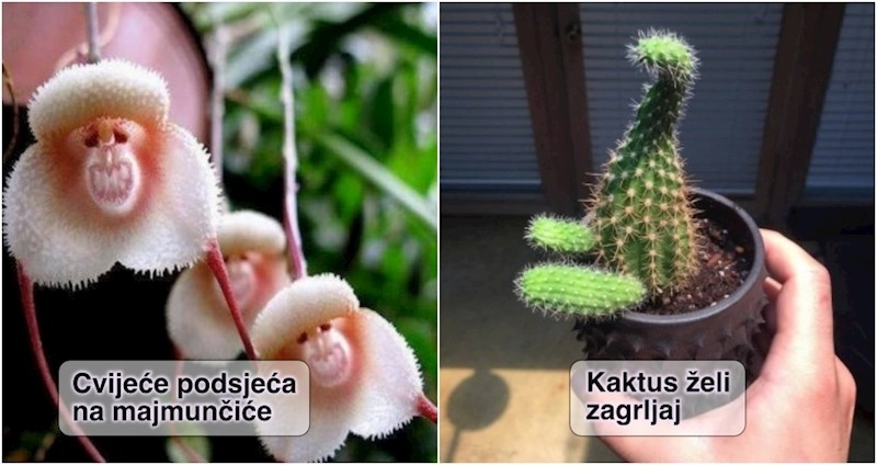 17 puta kad nas je priroda iznenadila nesvakidašnjim prizorima