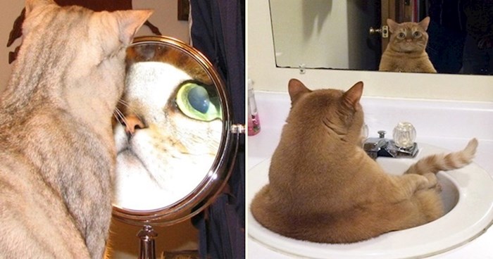 20 presmiješnih mačaka koje nastoje shvatiti kako funkcionira ogledalo