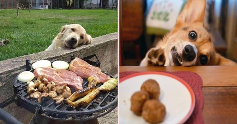 Zaljubljeni psi kojima je ljubav života ni manje ni više nego hrana