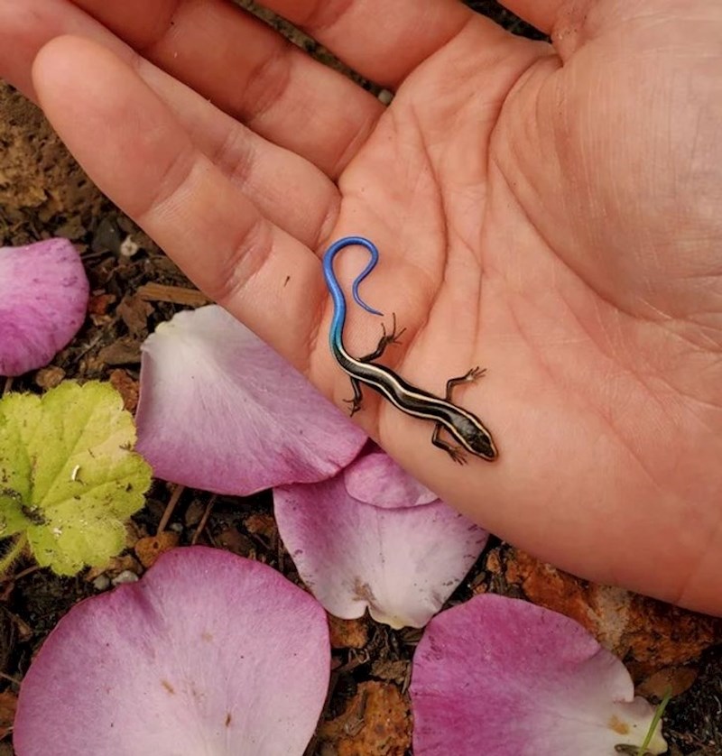 "Maleni gušter s predivnim plavim repom."