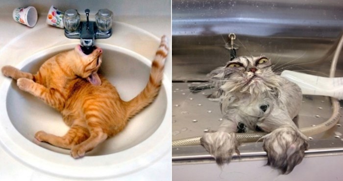 20 mačaka koje iz nekog razloga obožavaju umivaonike