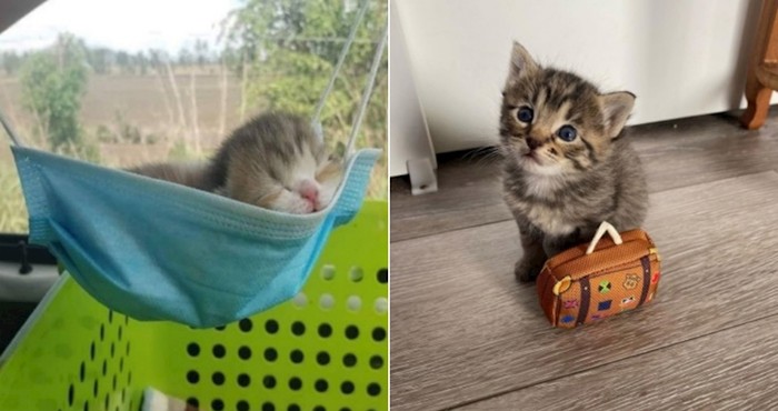 23 mačića koji su toliko sićušni da ih se ne bi usudili dotaknuti