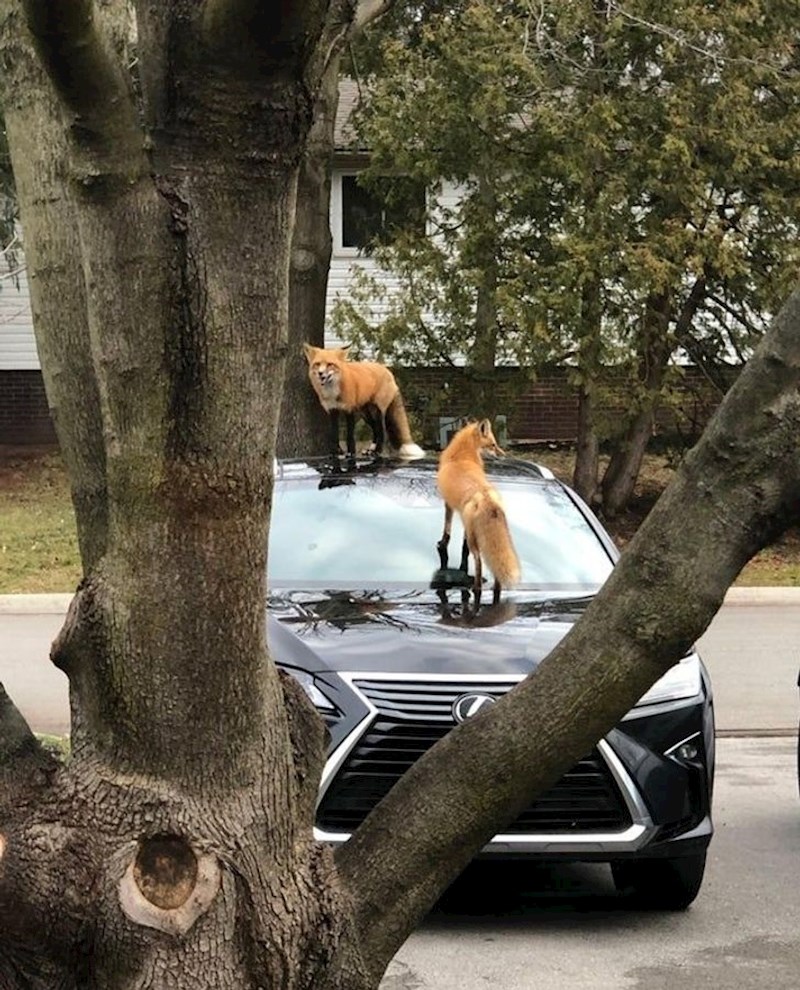 10. "Moj auto jutros prije posla"