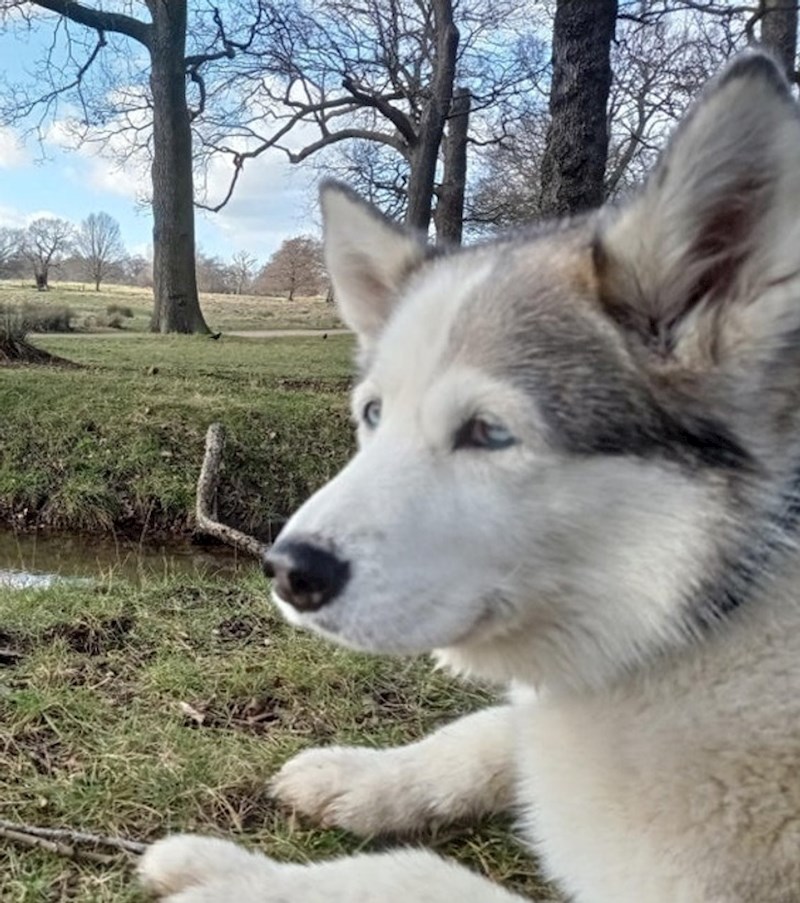 10. Malo drugačiji jednorog