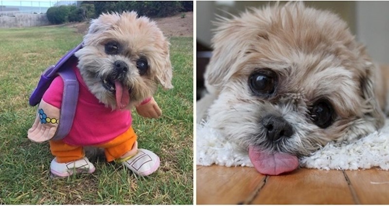 Upoznajte Marnie, 18-godišnju pseću bakicu koja je postala zvijezda Instagrama