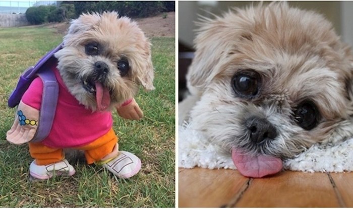 Upoznajte Marnie, 18-godišnju pseću bakicu koja je postala zvijezda Instagrama