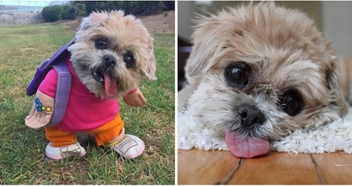 Upoznajte Marnie, 18-godišnju pseću bakicu koja je postala zvijezda Instagrama