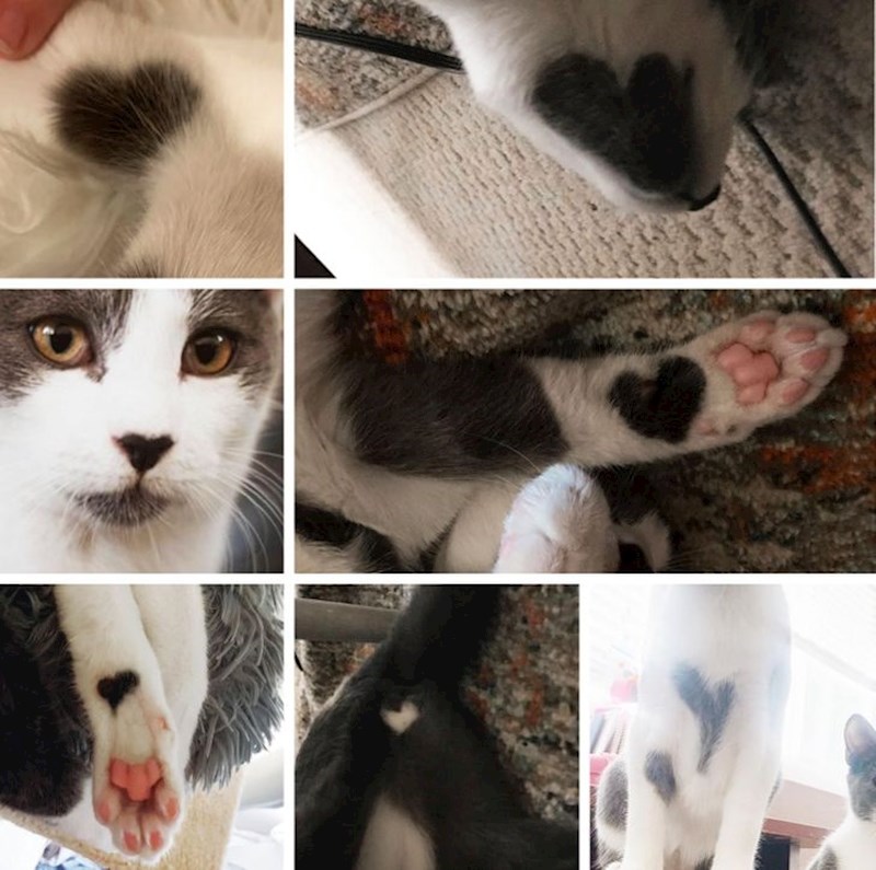 22. Maca koja je puna srca! Ima ih sveukupno 7 po cijelom tijelu.