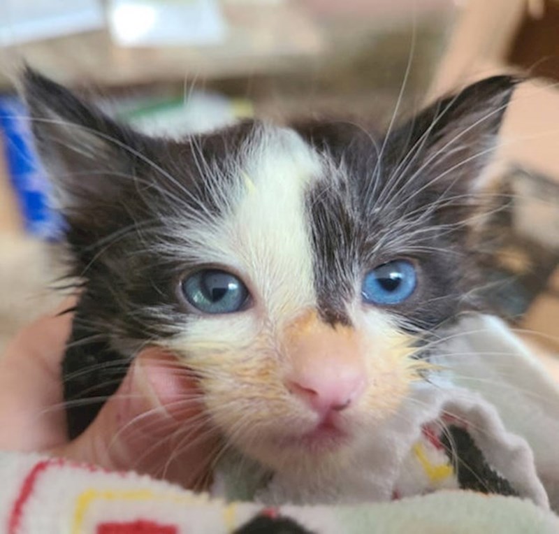 8. Maca kojoj su oči u različitim nijansama plave boje