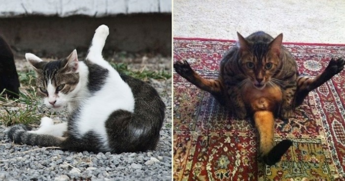 20 uzrujanih mačaka koje je netko prekinuo u održavanju higijene