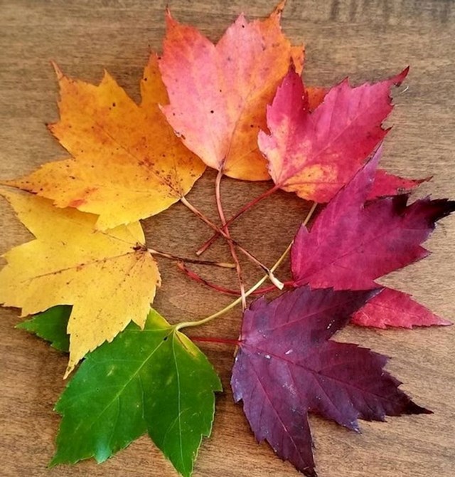 "Svo ovo lišće različitih boja sam našao u samo jednoj šetnji parkom."