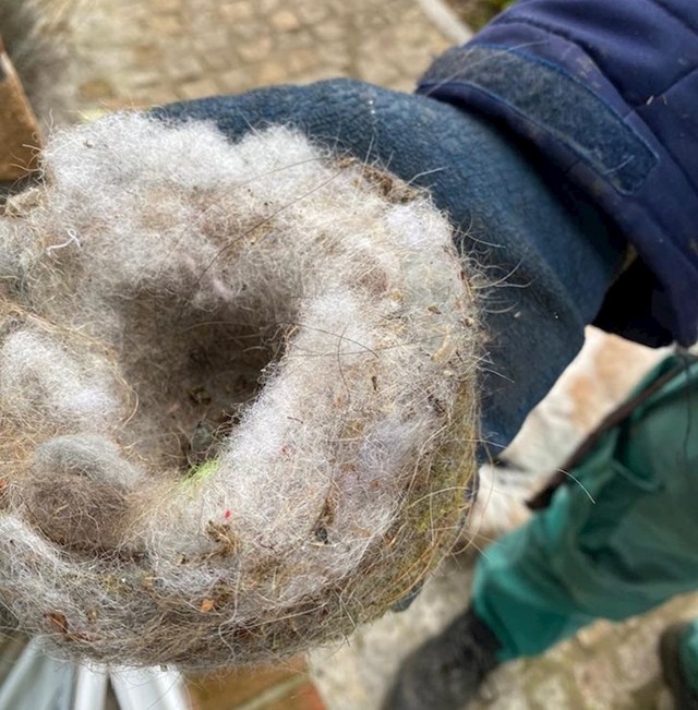 6. Ljudi su u vrtu otkrili gnijezdo koje su ptice izgradile od neobičnog materijala - dlake njihovih pasa.