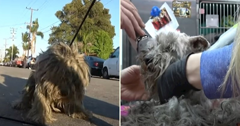 VIDEO Frizura čini čuda - pogledajte nevjerojatnu transformaciju čupavog psa spašenog s ulice