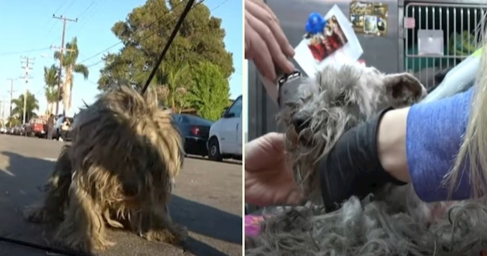 VIDEO Frizura čini čuda - pogledajte nevjerojatnu transformaciju čupavog psa spašenog s ulice
