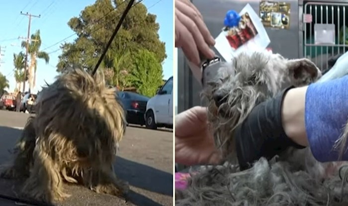 VIDEO Frizura čini čuda - pogledajte nevjerojatnu transformaciju čupavog psa spašenog s ulice