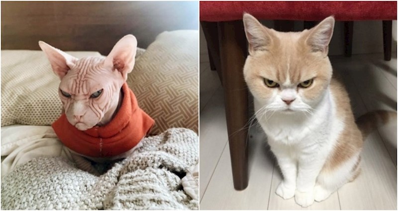 20+ iznimno ljutih mačaka kojima se ne možete ne nasmijati