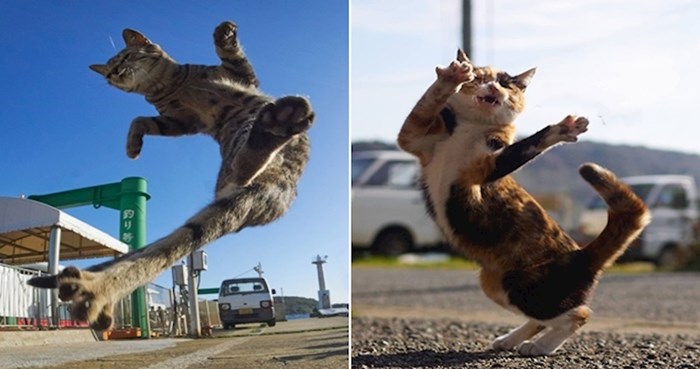 20 fotki na kojima se vidi da i mačke mogu biti Ninje