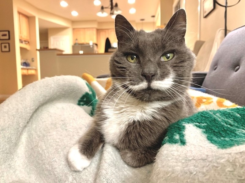 19. Maca s brkovima.