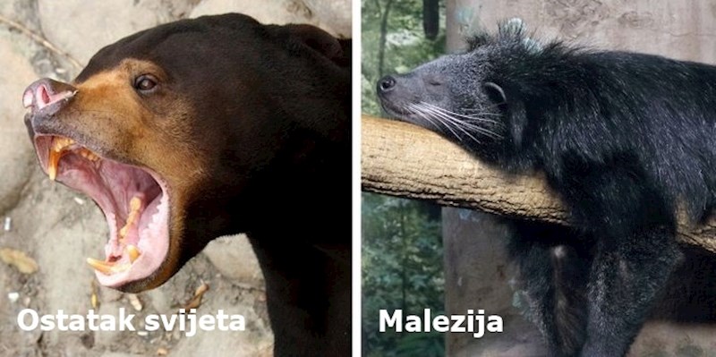 10. U Maleziji živi najmanji medvjed na svijetu.