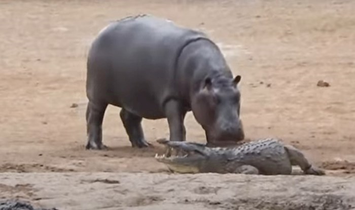 VIDEO Luckasti nilski konj ne može prestati zezati jednog krokodila