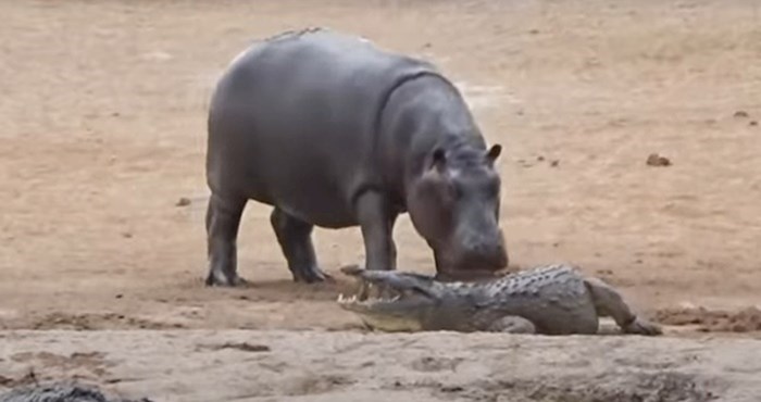 VIDEO Luckasti nilski konj ne može prestati zezati jednog krokodila