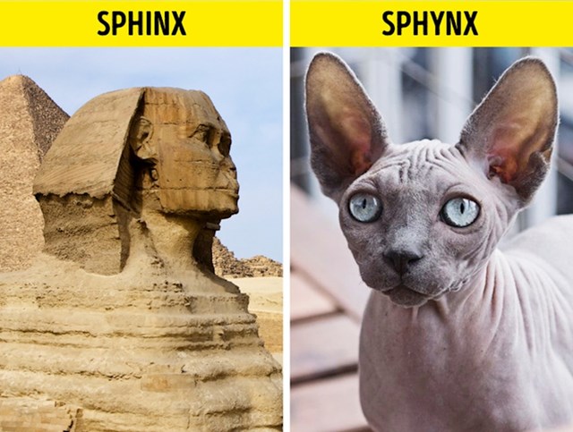 6. Sfinga/ Sphynx mačka
