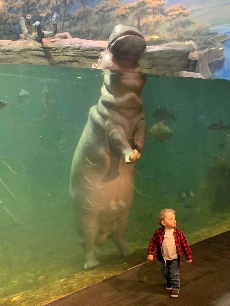 2. Beba nilskog konja u usporedbi s bebom čovjeka