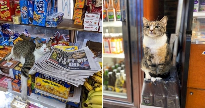 20 mačaka koje žive u dućanima i ponašaju se kao vlasnice