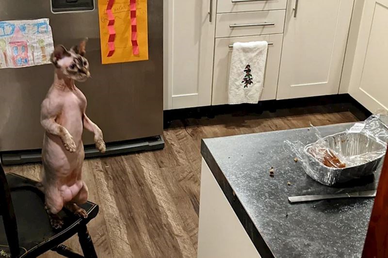 3. "Bit ću sasvim iskrena - mačka moga brata me ponekad uznemirava."