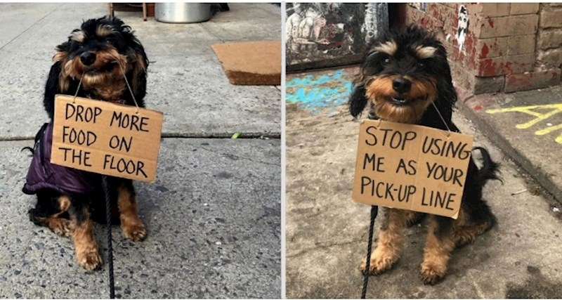 25 fotografija psećeg prosvjednika koji ima preslatke zahtjeve