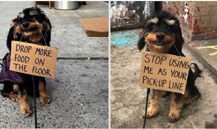 25 fotografija psećeg prosvjednika koji ima preslatke zahtjeve