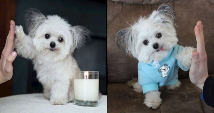 Preslatki psić Norbert postao je Instagram zvijezda jer obožava ljudima davati petice