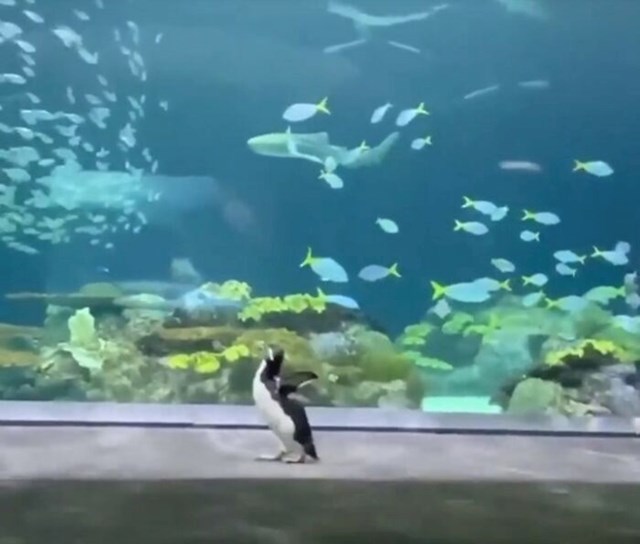 19. Pingvin uživa istraživajući akvarij
