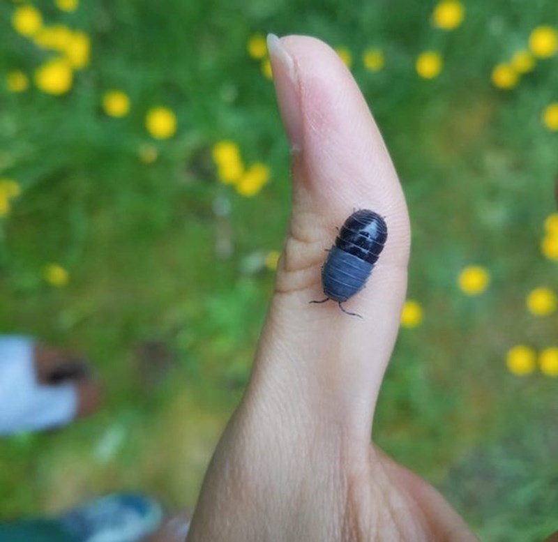 10. Kukac koji izgleda kao pilula