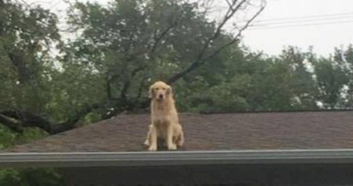 Pas koji voli sjediti na krovu zabrinuo je prolaznike, pa su vlasnici sve objasnili porukom