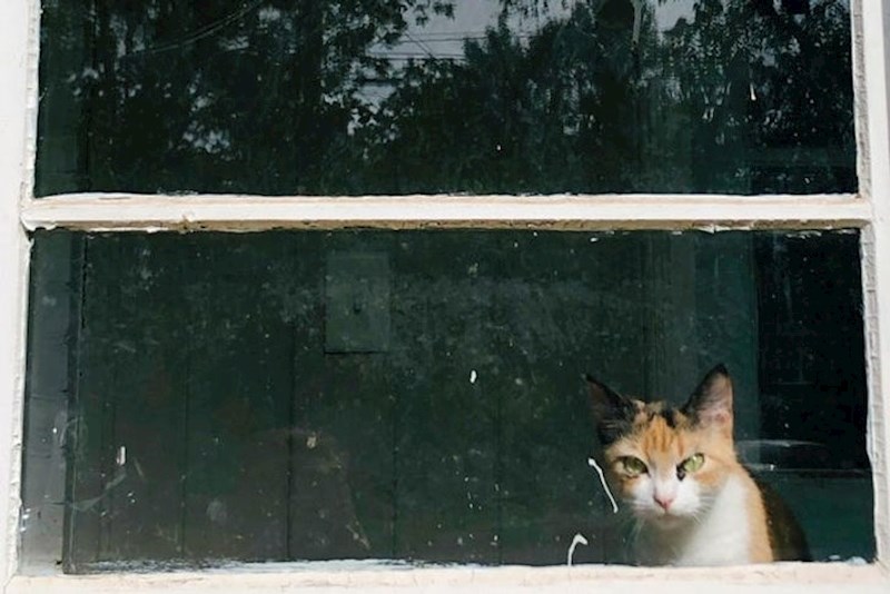 8. "Zaboravio sam nahraniti svoju mačku ujutro. Kad sam se vratio s posla, dočekao me ovaj prizor na prozoru."