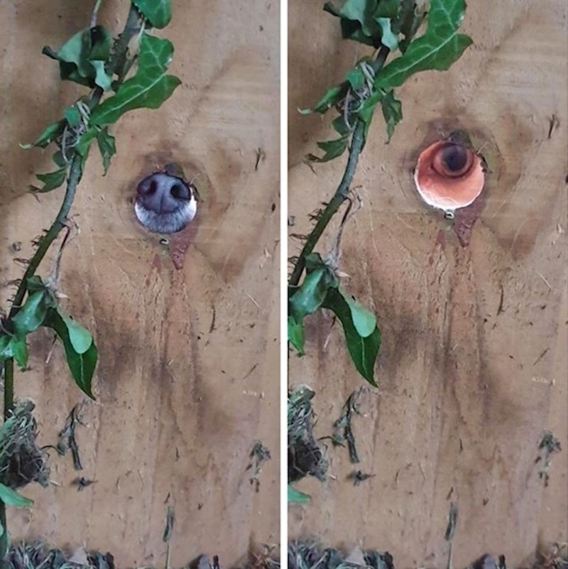 12. "Susjedov pas nas špijunira."