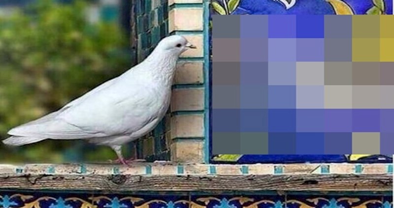 Detalj na mozaiku jako je zainteresirao jednog znatiželjnog goluba