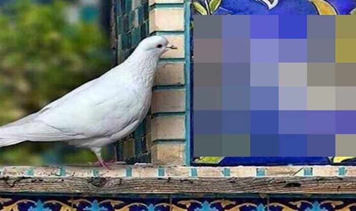 Detalj na mozaiku jako je zainteresirao jednog znatiželjnog goluba
