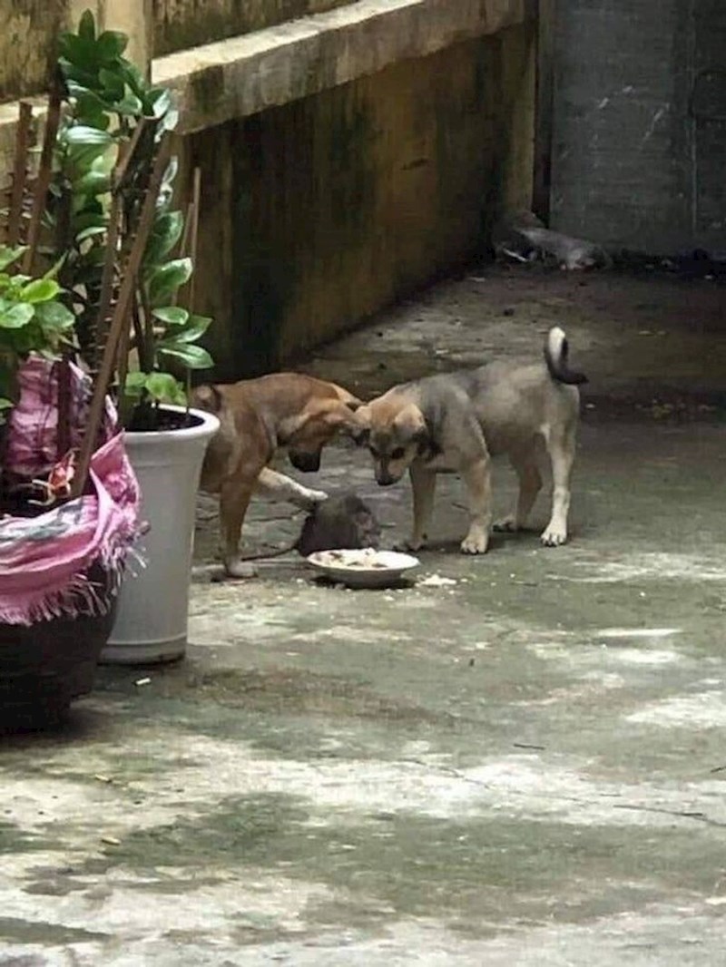 4. Braća hrane uličnog štakora...