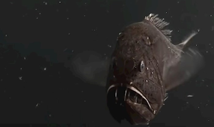 VIDEO 10 misterioznih oceanskih bića koja su uhvaćena kamerom