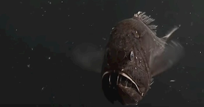 VIDEO 10 misterioznih oceanskih bića koja su uhvaćena kamerom