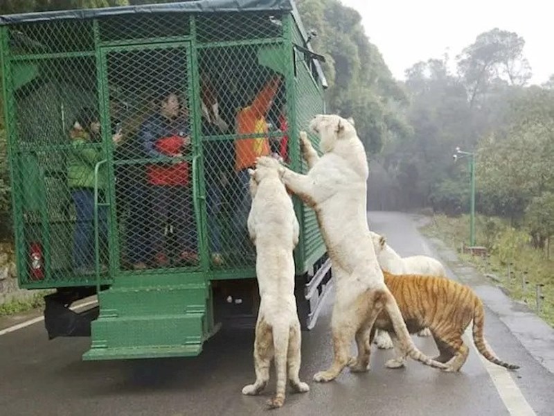 Zoološki vrt Lehe Ledu omogućava svojim posjetiteljima jedinstveno iskustvo - promatrati životinje u njihovom prirodnom okruženju