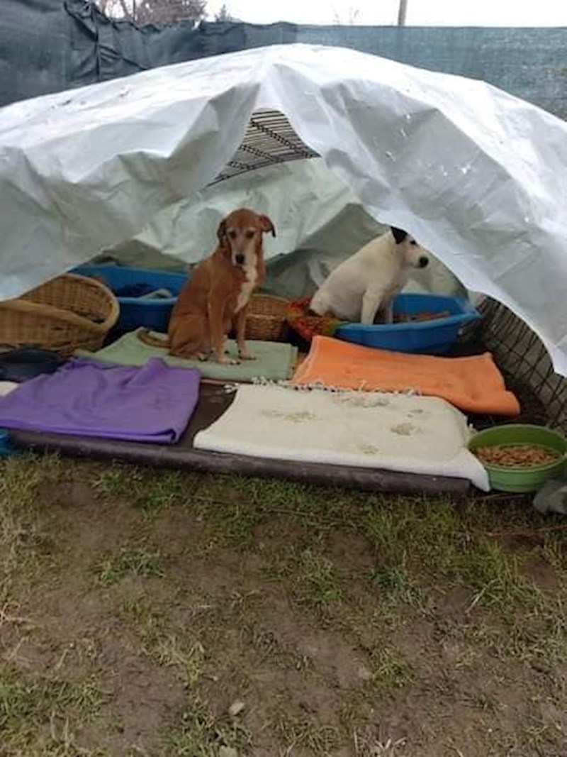 Petarde izazivaju stres ljudima, a pogotovo životinjama.