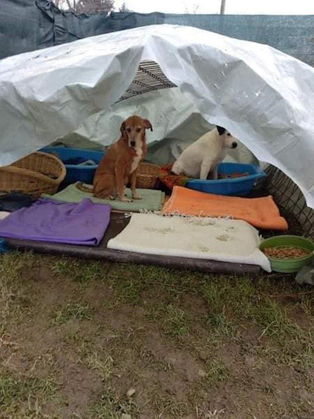 Petarde izazivaju stres ljudima, a pogotovo životinjama.