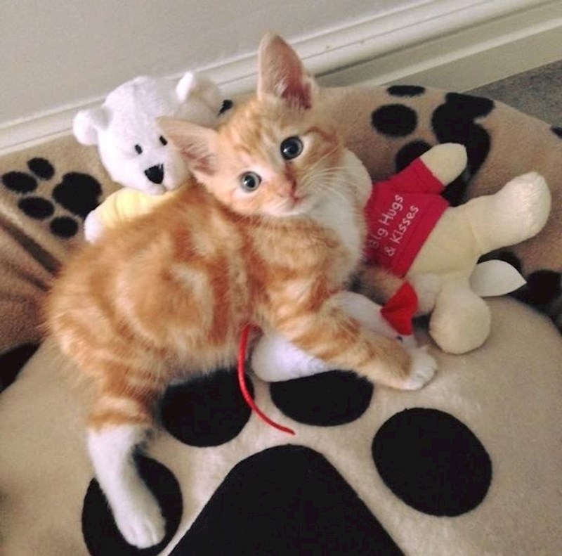 14. Odlučila sam da ću udomiti macu.