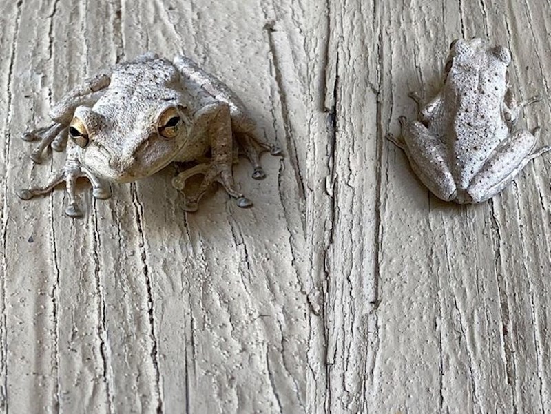 "Ova žaba teksturom i bojom savršeno se prilagodila mojoj terasi."