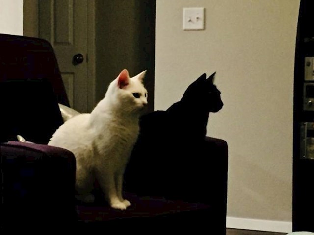 18. Crna maca izgleda kao sjena bijele mace